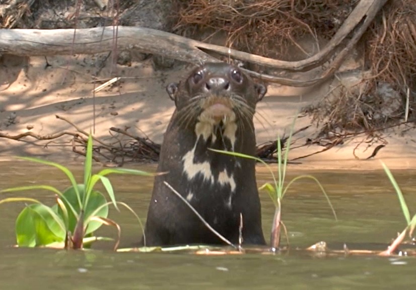 At CMS Cop15: WCS Urges Urgent Action to Halt the Accelerating Decline of Migratory Species Worldwide